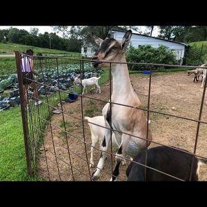 Meet your Posher, Dessislava